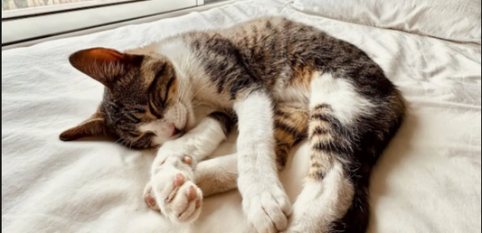 Purr-fect Products: Real Stories from Happy Cats (and Their Humans)